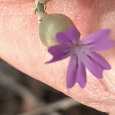 Petrorhagia sp. at Paddys River, ACT - 1 Dec 2019 by Jubeyjubes