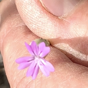 Petrorhagia sp. at Paddys River, ACT - 1 Dec 2019 04:07 PM