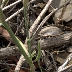 Petrorhagia sp. at Paddys River, ACT - 1 Dec 2019 04:07 PM