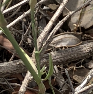 Petrorhagia sp. at Paddys River, ACT - 1 Dec 2019