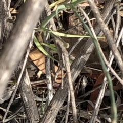 Petrorhagia sp. at Paddys River, ACT - 1 Dec 2019 04:07 PM