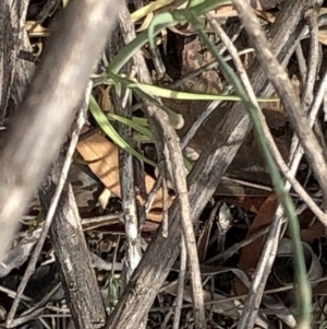 Petrorhagia sp. at Paddys River, ACT - 1 Dec 2019