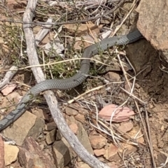 Pseudonaja textilis (Eastern Brown Snake) at Bullen Range - 1 Dec 2019 by Jubeyjubes
