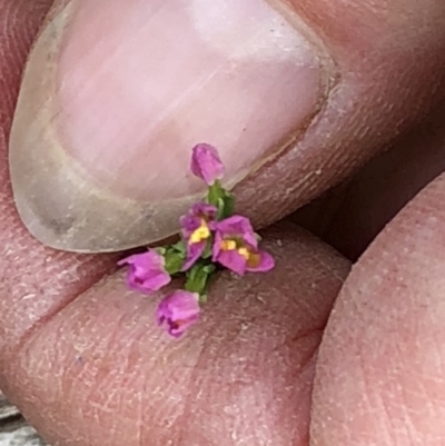 Centaurium sp. (Centaury) at Paddys River, ACT - 1 Dec 2019 by Jubeyjubes