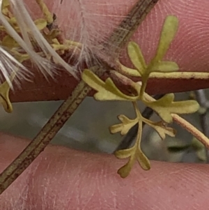 Clematis leptophylla at Paddys River, ACT - 1 Dec 2019