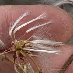 Clematis leptophylla at Paddys River, ACT - 1 Dec 2019