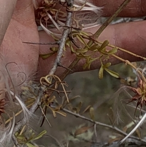 Clematis leptophylla at Paddys River, ACT - 1 Dec 2019