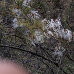 Clematis leptophylla at Paddys River, ACT - 1 Dec 2019 04:18 PM