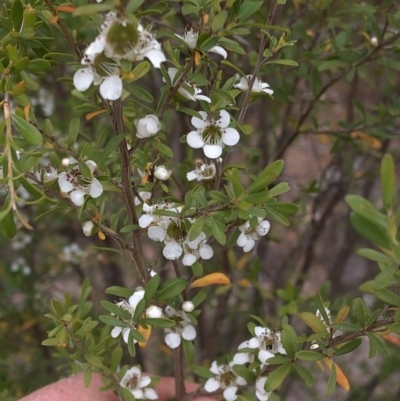 Leptospermum obovatum (River Tea Tree) at Paddys River, ACT - 1 Dec 2019 by Jubeyjubes