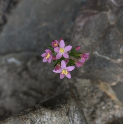 Centaurium sp. (Centaury) at Paddys River, ACT - 1 Dec 2019 by Jubeyjubes