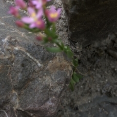 Centaurium sp. at Paddys River, ACT - 1 Dec 2019