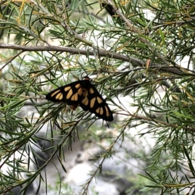 Amata (genus) (Handmaiden Moth) at Paddys River, ACT - 1 Dec 2019 by Jubeyjubes