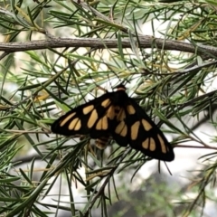 Amata (genus) at Paddys River, ACT - 1 Dec 2019