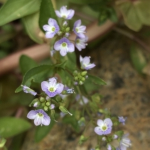 Veronica anagallis-aquatica at Paddys River, ACT - 1 Dec 2019 04:29 PM