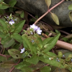 Veronica anagallis-aquatica at Paddys River, ACT - 1 Dec 2019 04:29 PM