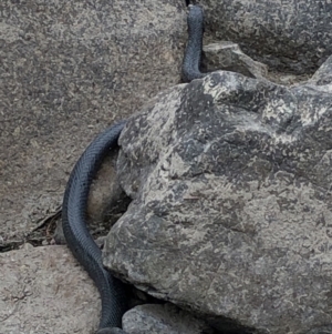 Pseudechis porphyriacus at Paddys River, ACT - 1 Dec 2019 04:37 PM