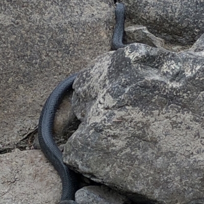 Pseudechis porphyriacus (Red-bellied Black Snake) at Paddys River, ACT - 1 Dec 2019 by Jubeyjubes