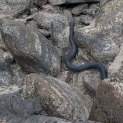 Pseudechis porphyriacus at Paddys River, ACT - 1 Dec 2019