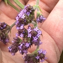 Verbena incompta (Purpletop) at Bullen Range - 1 Dec 2019 by Jubeyjubes