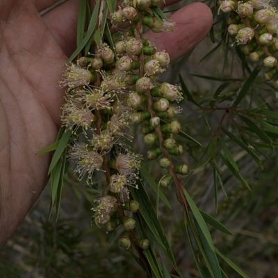 Callistemon sieberi (River Bottlebrush) at Bullen Range - 1 Dec 2019 by Jubeyjubes