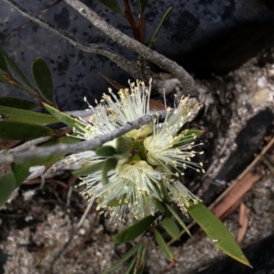 Callistemon sieberi (River Bottlebrush) at Bullen Range - 1 Dec 2019 by Jubeyjubes