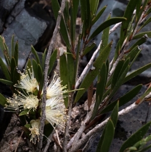 Callistemon sieberi at Paddys River, ACT - 1 Dec 2019 05:02 PM