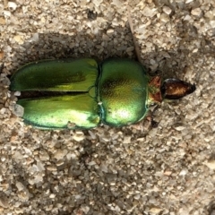 Lamprima aurata (Golden stag beetle) at Paddys River, ACT - 1 Dec 2019 by Jubeyjubes