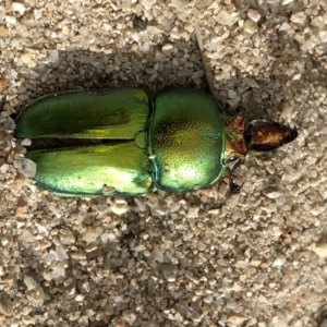 Lamprima aurata at Paddys River, ACT - 1 Dec 2019