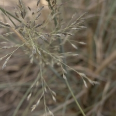 Eragrostis curvula (African Lovegrass) at Paddys River, ACT - 1 Dec 2019 by Jubeyjubes