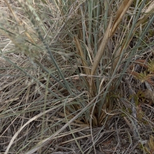 Eragrostis curvula at Paddys River, ACT - 1 Dec 2019