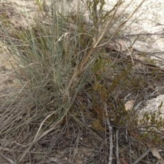 Eragrostis curvula at Paddys River, ACT - 1 Dec 2019