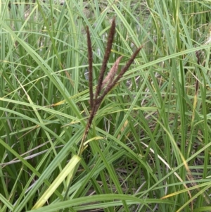 Carex polyantha at Paddys River, ACT - 1 Dec 2019