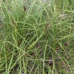 Carex polyantha at Paddys River, ACT - 1 Dec 2019