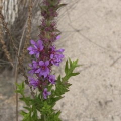 Lythrum salicaria (Purple Loosestrife) at Paddys River, ACT - 1 Dec 2019 by Jubeyjubes