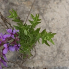 Lythrum salicaria at Paddys River, ACT - 1 Dec 2019