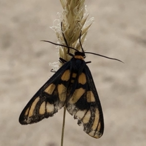 Amata (genus) at Paddys River, ACT - 1 Dec 2019