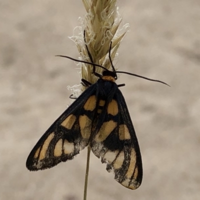 Amata (genus) (Handmaiden Moth) at Paddys River, ACT - 1 Dec 2019 by Jubeyjubes