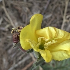 Oenothera stricta subsp. stricta (Common Evening Primrose) at Paddys River, ACT - 1 Dec 2019 by Jubeyjubes