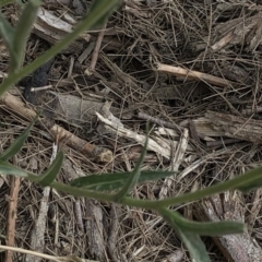 Oenothera stricta subsp. stricta at Paddys River, ACT - 1 Dec 2019