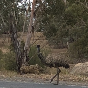 Dromaius novaehollandiae at Coree, ACT - 1 Dec 2019