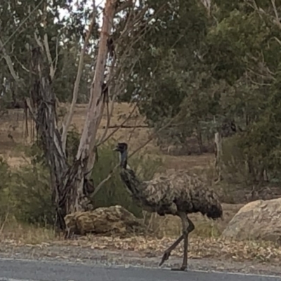 Dromaius novaehollandiae (Emu) at Coree, ACT - 1 Dec 2019 by Jubeyjubes