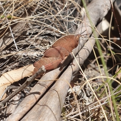 Goniaea australasiae (Gumleaf grasshopper) at Tennent, ACT - 1 Dec 2019 by shoko