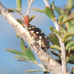 Diphucrania duodecimmaculata at Hackett, ACT - 1 Dec 2019 07:54 PM