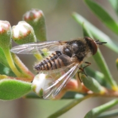 Bombyliidae (family) (Unidentified Bee fly) at Wee Jasper, NSW - 1 Dec 2019 by Harrisi