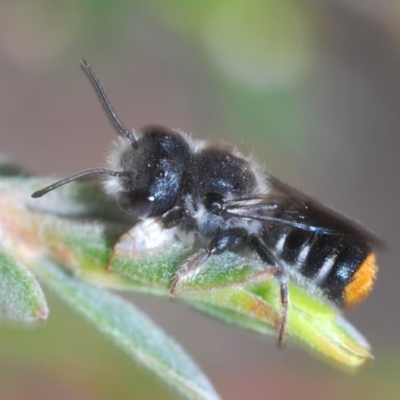 Megachile ferox (Resin bee) at Wee Jasper, NSW - 1 Dec 2019 by Harrisi