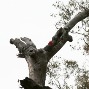 Callocephalon fimbriatum at Acton, ACT - suppressed