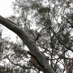 Callocephalon fimbriatum at Acton, ACT - suppressed