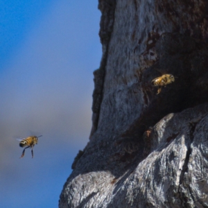 Apis mellifera at Symonston, ACT - 10 Nov 2019