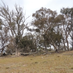 Eucalyptus sp. (A Gum Tree) at Lanyon - northern section - 2 Nov 2019 by michaelb