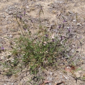 Cullen tenax at Googong, NSW - 27 Nov 2019 12:59 AM